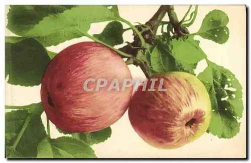 Cartes postales Fantaisie Nature morte Pommes