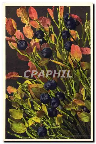 Cartes postales Fantaisie Nature morte Myrtilles