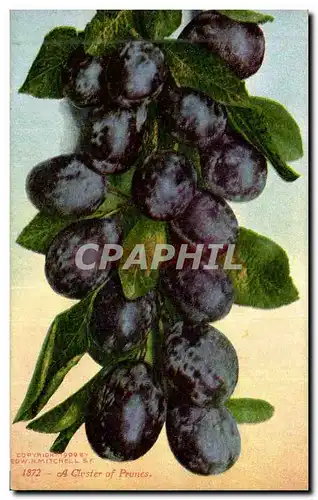 Cartes postales Fantaisie Nature morte A cluster of prunes