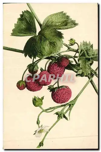 Cartes postales Fantaisie Nature morte Fraises