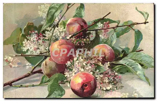 Cartes postales Fantaisie Nature morte