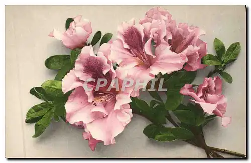 Cartes postales Fantaisie Fleurs