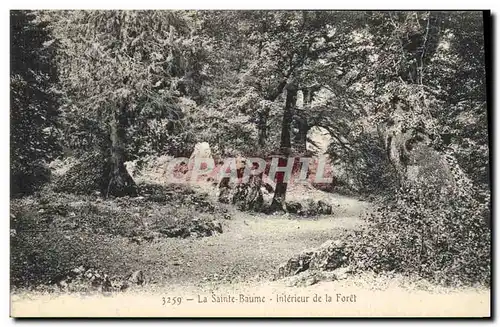 Cartes postales Arbre La Sainte Baume Interieur de la foret