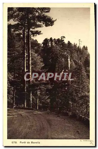 Cartes postales Arbre Foret de Baveila