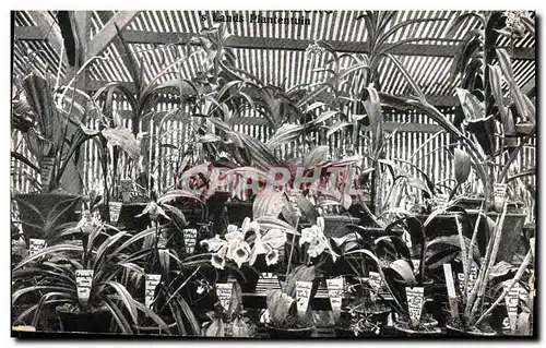 Cartes postales Plantes Java Indonesie