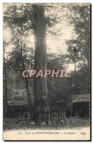 Ansichtskarte AK Arbre Foret de Fontainebleau Le Jupiter