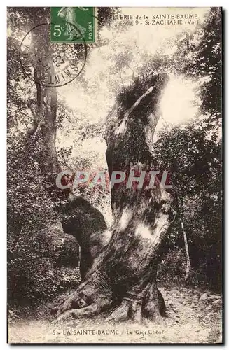 Cartes postales Arbre La Sainte Baume Le gros chene