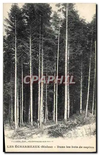 Ansichtskarte AK Arbre Les Echarmeaux Dans les bois de sapins