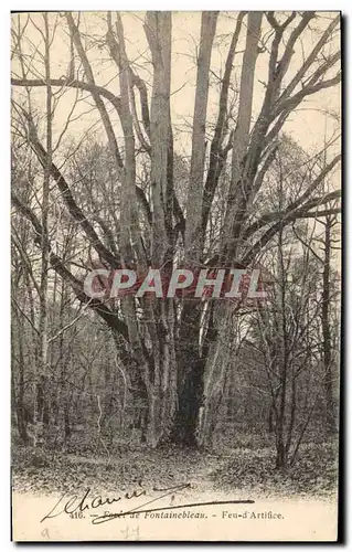 Ansichtskarte AK Arbre Foret de Fontainebleau Feu d&#39artifice