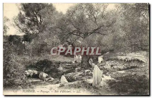 Ansichtskarte AK Arbre Algerie Paysage Bois d&#39oliviers