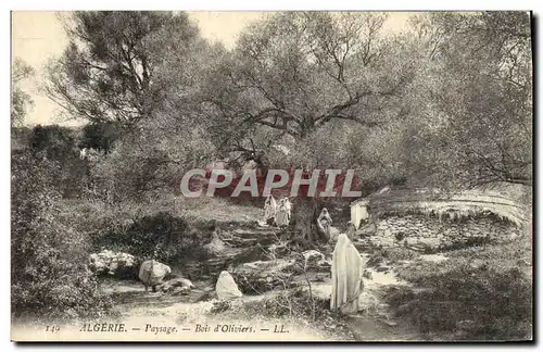Cartes postales Arbre Algerie Paysage Bois d&#39oliviers