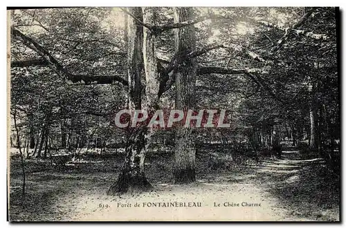 Cartes postales Arbre Foret de Fontainebleau Le chene charme