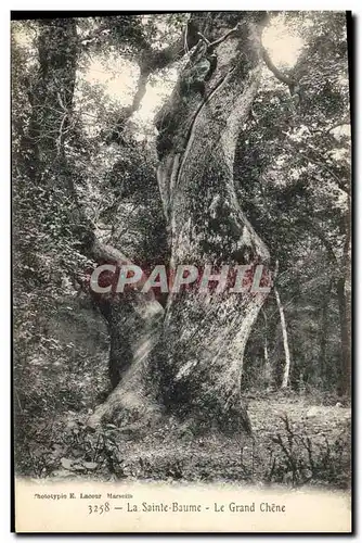 Ansichtskarte AK Arbre La Sainte Baume Le grand chene