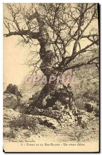 Ansichtskarte AK Arbre La Sainte Baume Un vieux chene