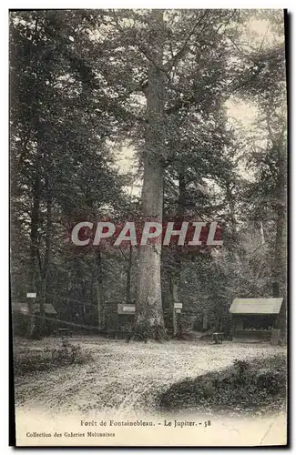 Ansichtskarte AK Arbre Foret de Fontainebleau Le Jupiter