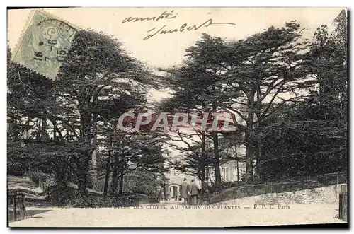 Cartes postales Arbre Paris Allee des cedres au jardin des Plantes