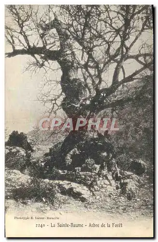 Cartes postales Arbre La Sainte Baume Arbre de la foret