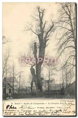 Cartes postales Arbre Dijon Jardin de l&#39arquebuse Le peuplier noir