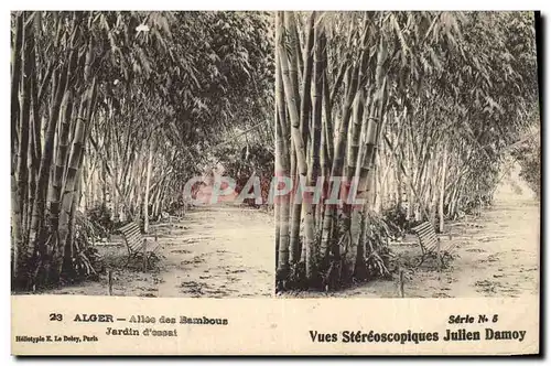 Ansichtskarte AK Arbre Alger Allee des bambous Jardin d&#39essai