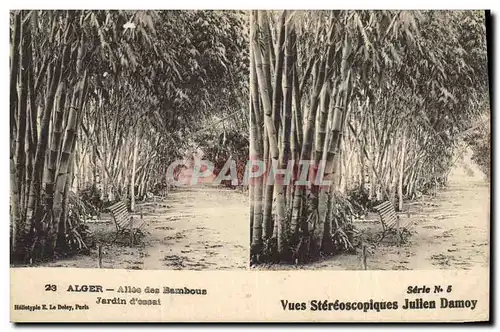 Cartes postales Arbre Alger Allee des bambous Jardin d&#39essai