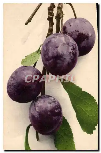 Cartes postales Fantaisie Nature morte Prunes