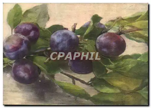 Cartes postales Fantaisie Nature morte Prunes