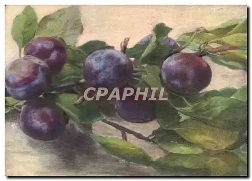 Cartes postales Fantaisie Nature morte Prunes