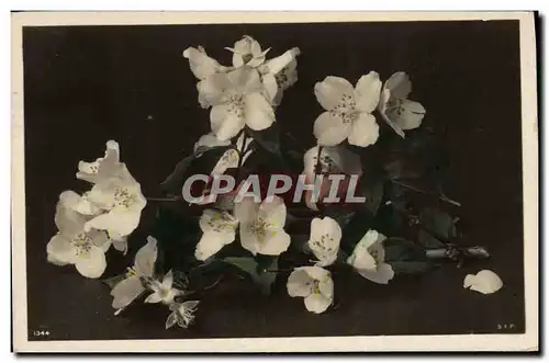 Cartes postales Fantaisie Fleurs