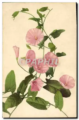 Cartes postales Fantaisie Fleurs