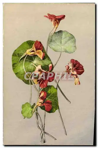 Cartes postales Fantaisie Fleurs