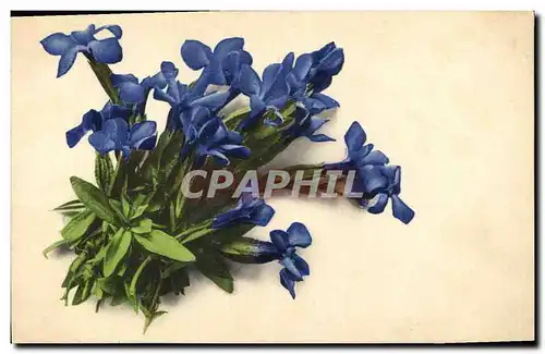 Cartes postales Fantaisie Fleurs