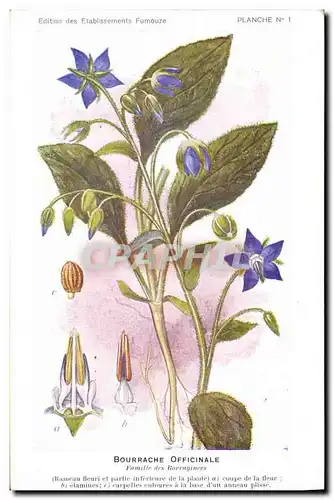 Cartes postales Fantaisie Fleurs Bourrache Officinale Famille des Barraginees