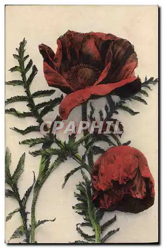 Cartes postales Fantaisie Fleurs