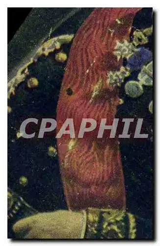 Cartes postales Militaria General Joffre