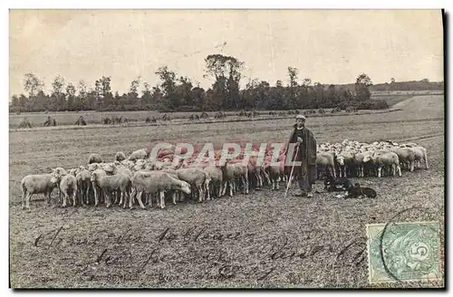 Ansichtskarte AK Folklore Paysans En Beauce Berger et son troupeau Moutons TOP