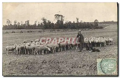 Cartes postales Folklore Paysans En Beauce Berger et son troupeau Moutons TOP
