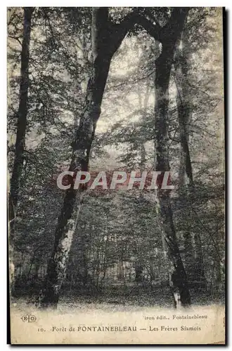 Cartes postales Arbre Foret de Fontainebleau Les freres Siamois