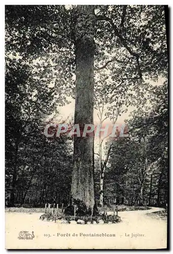 Ansichtskarte AK Arbre Foret de Fontainebleau Le Jupiter