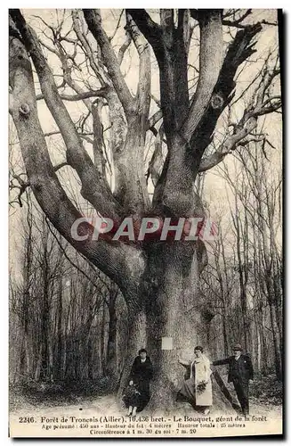 Cartes postales Arbre Foret de Troncais Allier Le Bouquet geant de la foret