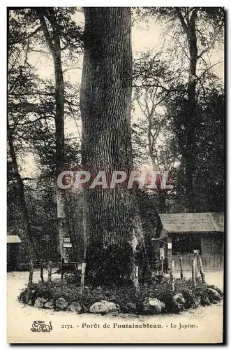 Ansichtskarte AK Arbre Foret de Fontainebleau Le Jupiter