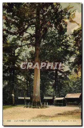 Ansichtskarte AK Arbre Foret de Fontainebleau Le Jupiter