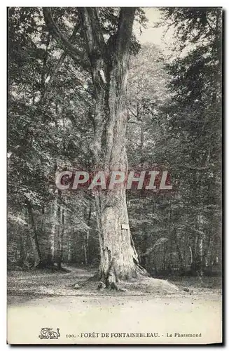 Ansichtskarte AK Arbre Foret de Fontainebleau Le Pharamond