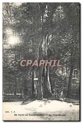 Cartes postales Arbre Foret de Fontainebleau Le Pharamond