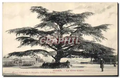 Cartes postales Arbre Nimes Le gros cedre