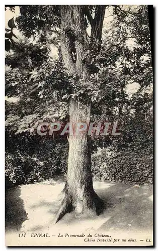 Cartes postales Arbre Epinal La promenade du chateau