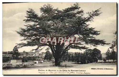 Cartes postales Arbre Environs de Montereau Le cedre de Montigny Leloup