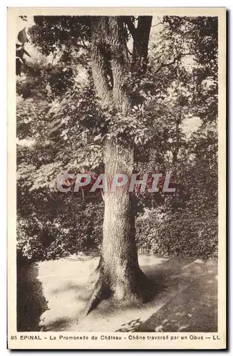 Cartes postales Arbre Epinal La promenade du chateau Chene traverse par un obus