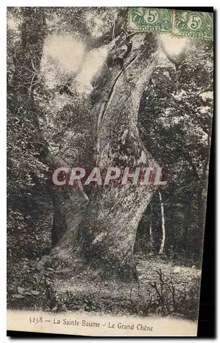 Ansichtskarte AK Arbre La Sainte Baume Le grand chene