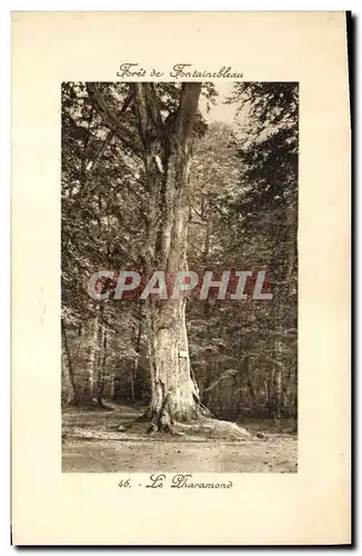 Ansichtskarte AK Arbre Foret de Fontainebleau Le Pharamond