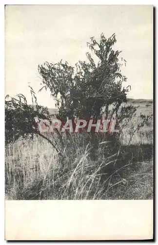 Cartes postales Arbre Sauterelles Addis Abeba Ethiopie Insectes